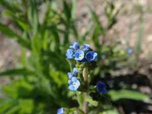 Sierra stickseed(Hackelia nervosa)