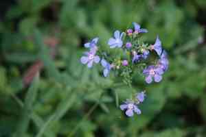 Spotted stickseed(Hackelia patens)