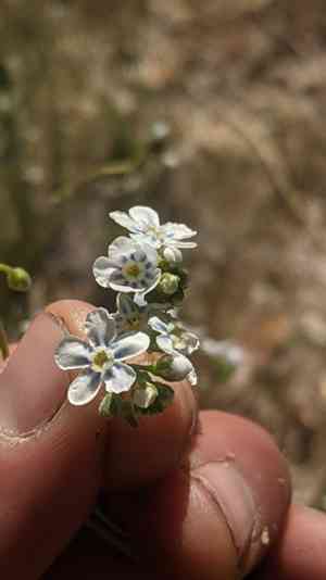 Spotted stickseed(Hackelia patens)