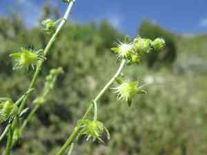 Spotted stickseed(Hackelia patens)