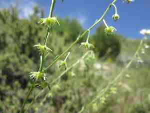 Spotted stickseed(Hackelia patens)