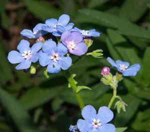 Velvet stickseed(Hackelia velutina)