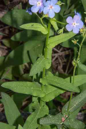 Velvet stickseed(Hackelia velutina)