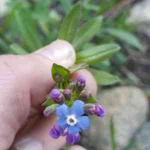 Velvet stickseed(Hackelia velutina)