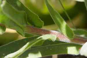 Velvet stickseed(Hackelia velutina)