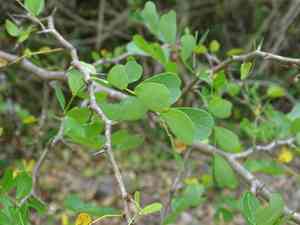 Bloodwoodtree(Haematoxylum campechianum)