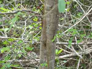 Bloodwoodtree(Haematoxylum campechianum)