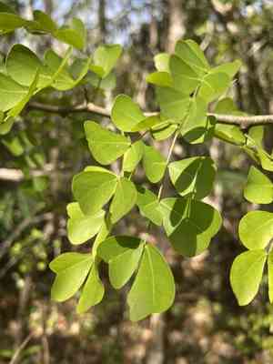 Bloodwoodtree(Haematoxylum campechianum)