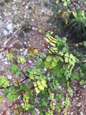 Bloodwoodtree(Haematoxylum campechianum)