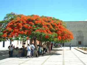Haematoxylum (Haematoxylum)(Haematoxylum)