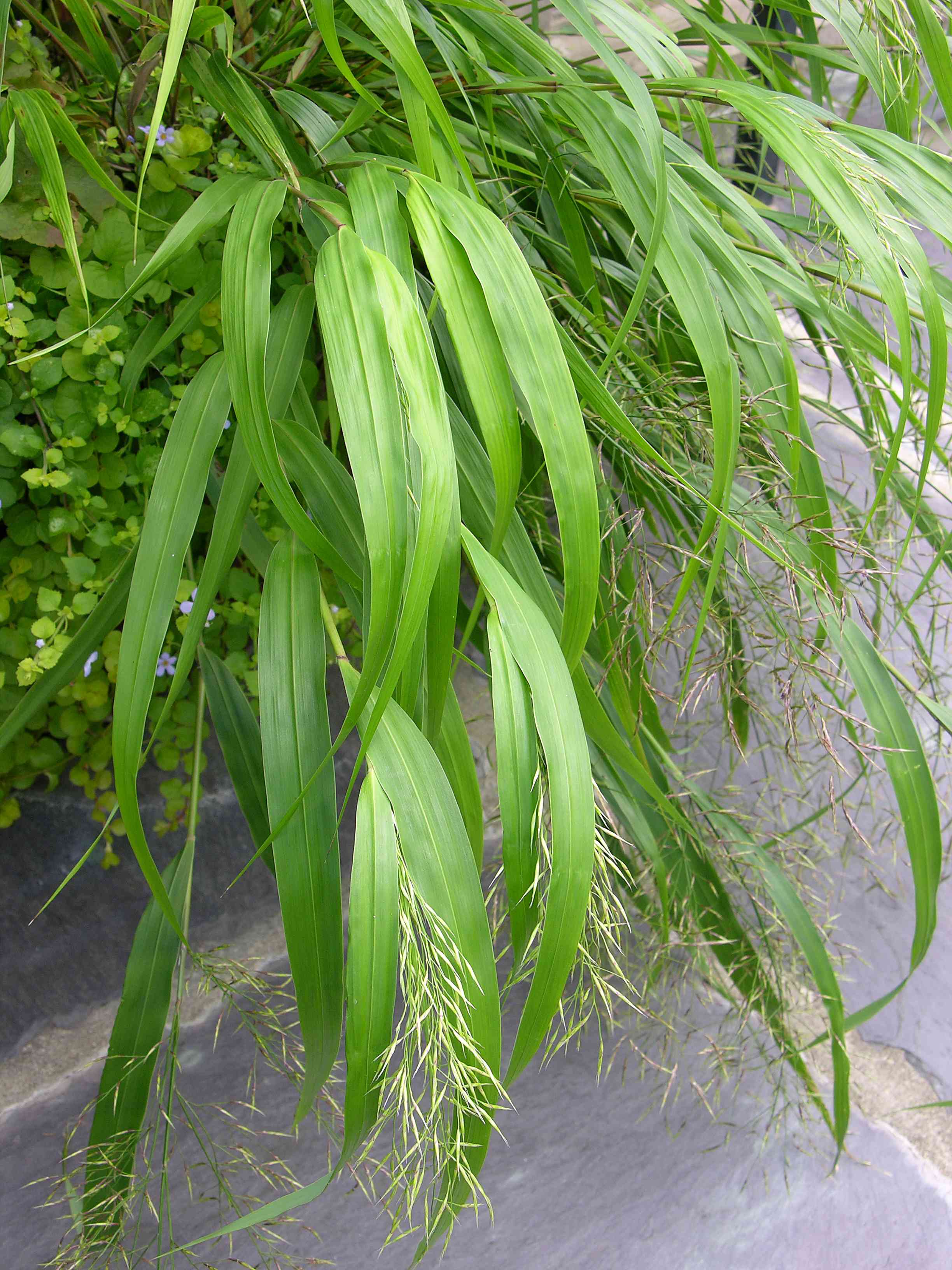 Hakone grass(Hakonechloa macra)