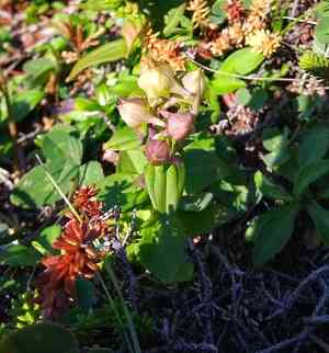 American spurred gentian(Halenia deflexa)