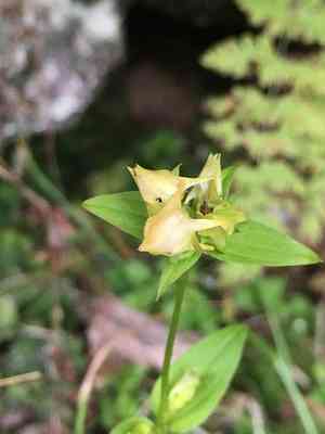American spurred gentian(Halenia deflexa)