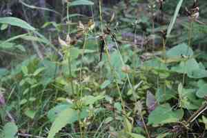American spurred gentian(Halenia deflexa)