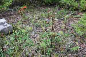 American spurred gentian(Halenia deflexa)