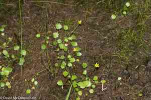 Shore buttercup(Halerpestes cymbalaria)