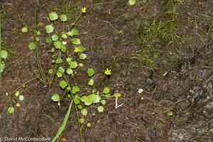 Shore buttercup(Halerpestes cymbalaria)