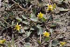 Shore buttercup(Halerpestes cymbalaria)