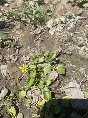 Shore buttercup(Halerpestes cymbalaria)