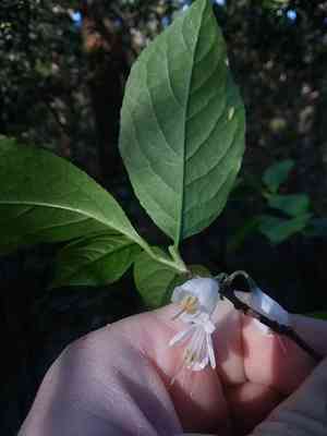 Carolina Silverbell(Halesia carolina)