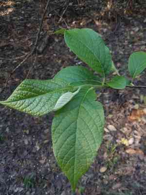 Carolina Silverbell(Halesia carolina)