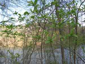 Carolina Silverbell(Halesia carolina)