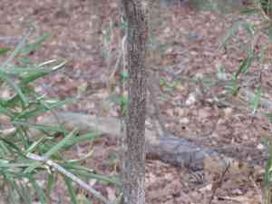 Carolina Silverbell(Halesia carolina)