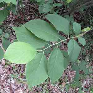 Two-wing silverbell(Halesia diptera)