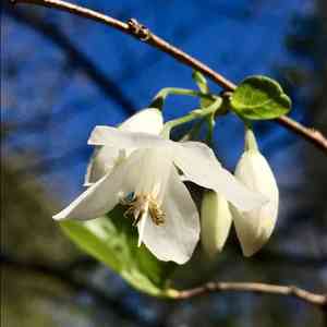 Two-wing silverbell(Halesia diptera)