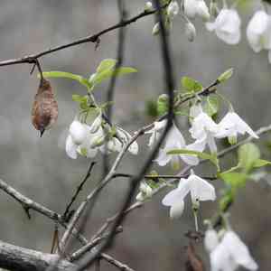 Two-wing silverbell(Halesia diptera)