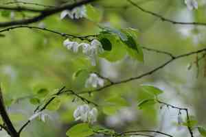 Two-wing silverbell(Halesia diptera)