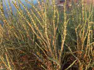 Halocnemum (Halocnemum)(Halocnemum)