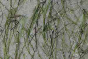 Shoalweed(Halodule wrightii)