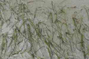 Shoalweed(Halodule wrightii)