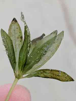 Engelmann's seagrass(Halophila engelmannii)