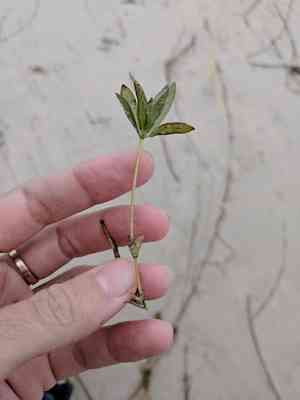Engelmann's seagrass(Halophila engelmannii)
