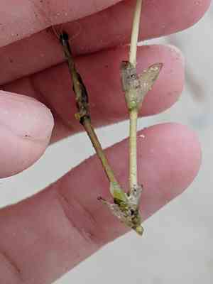 Engelmann's seagrass(Halophila engelmannii)