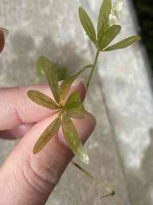 Engelmann's seagrass(Halophila engelmannii)