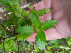 Shrubby Haloragis(Haloragis erecta)
