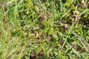 Shrubby Haloragis(Haloragis erecta)