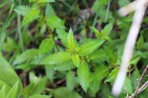 Shrubby Haloragis(Haloragis erecta)