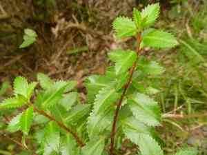Shrubby Haloragis(Haloragis erecta)