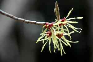 Japanese witch-hazel(Hamamelis japonica)