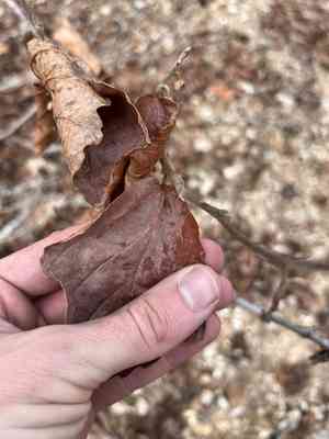 Ozark witchhazel(Hamamelis vernalis)