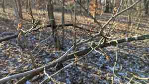 Ozark witchhazel(Hamamelis vernalis)