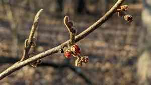 Ozark witchhazel(Hamamelis vernalis)
