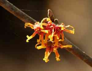 Ozark witchhazel(Hamamelis vernalis)