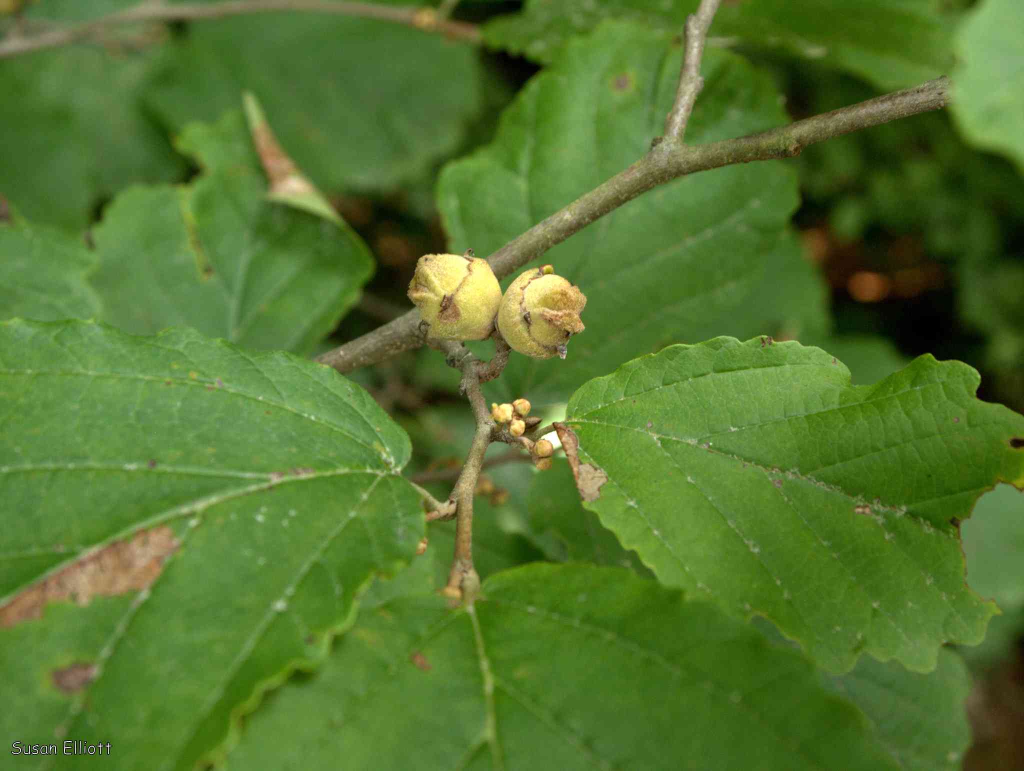 Witch hazel(Hamamelis virginiana)