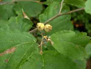 Witch hazel(Hamamelis virginiana)