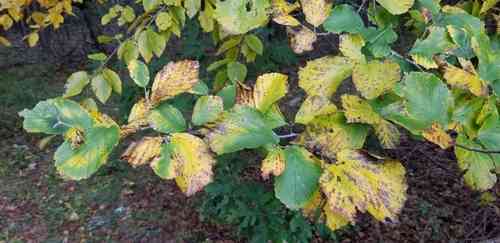 Witch hazel(Hamamelis virginiana)